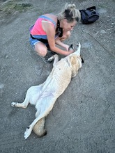 LIZZY, Hund, Mischlingshund in Rumänien - Bild 10