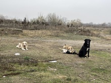 LIZZY, Hund, Mischlingshund in Rumänien - Bild 12