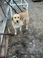 LIZZY, Hund, Mischlingshund in Rumänien - Bild 4