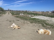 LIZZY, Hund, Mischlingshund in Rumänien - Bild 9