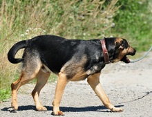 ZIRKON, Hund, Mischlingshund in Slowakische Republik - Bild 10