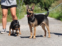 ZIRKON, Hund, Mischlingshund in Slowakische Republik - Bild 12