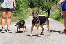 ZIRKON, Hund, Mischlingshund in Slowakische Republik - Bild 13