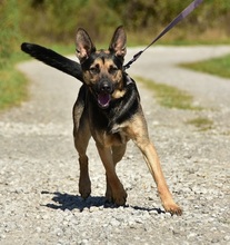 ZIRKON, Hund, Mischlingshund in Slowakische Republik - Bild 17