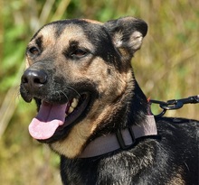 ZIRKON, Hund, Mischlingshund in Slowakische Republik - Bild 18