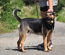 ZIRKON, Hund, Mischlingshund in Slowakische Republik - Bild 2