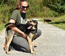 ZIRKON, Hund, Mischlingshund in Slowakische Republik - Bild 20