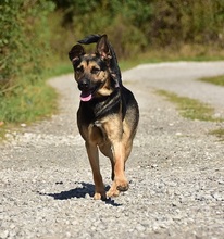 ZIRKON, Hund, Mischlingshund in Slowakische Republik - Bild 23