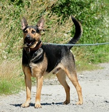 ZIRKON, Hund, Mischlingshund in Slowakische Republik - Bild 3