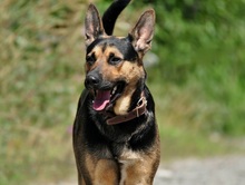 ZIRKON, Hund, Mischlingshund in Slowakische Republik - Bild 4