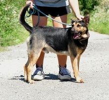 ZIRKON, Hund, Mischlingshund in Slowakische Republik - Bild 5