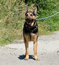 ZIRKON, Hund, Mischlingshund in Slowakische Republik - Bild 7