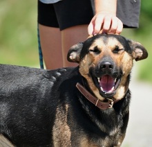 ZIRKON, Hund, Mischlingshund in Slowakische Republik - Bild 9