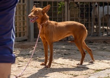 XISPA, Hund, Podenco Andaluz in Wahlstedt - Bild 10