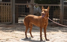 XISPA, Hund, Podenco Andaluz in Wahlstedt - Bild 11