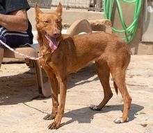 XISPA, Hund, Podenco Andaluz in Wahlstedt - Bild 2