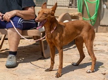 XISPA, Hund, Podenco Andaluz in Wahlstedt - Bild 3