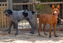 XISPA, Hund, Podenco Andaluz in Wahlstedt - Bild 4