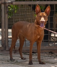 XISPA, Hund, Podenco Andaluz in Wahlstedt - Bild 5