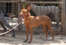 XISPA, Hund, Podenco Andaluz in Wahlstedt - Bild 6