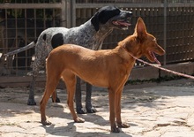 XISPA, Hund, Podenco Andaluz in Wahlstedt - Bild 7