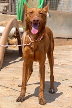 XISPA, Hund, Podenco Andaluz in Wahlstedt - Bild 8