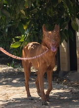 XISPA, Hund, Podenco Andaluz in Wahlstedt - Bild 9