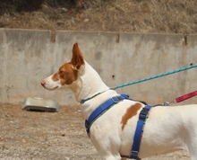 CANELA, Hund, Podenco-Mix in Spanien - Bild 10