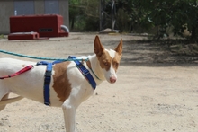 CANELA, Hund, Podenco-Mix in Spanien - Bild 11