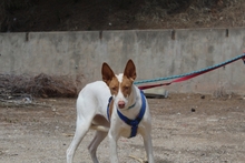 CANELA, Hund, Podenco-Mix in Spanien - Bild 12