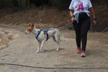 CANELA, Hund, Podenco-Mix in Spanien - Bild 13