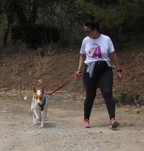 CANELA, Hund, Podenco-Mix in Spanien - Bild 14