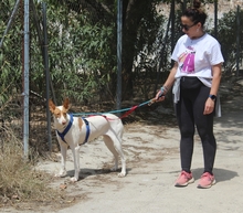 CANELA, Hund, Podenco-Mix in Spanien - Bild 15