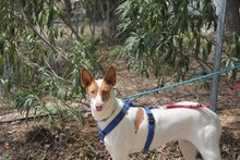 CANELA, Hund, Podenco-Mix in Spanien - Bild 16