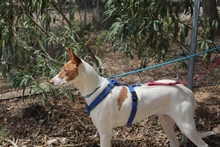 CANELA, Hund, Podenco-Mix in Spanien - Bild 17