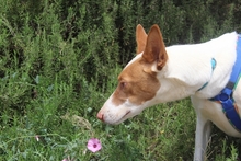 CANELA, Hund, Podenco-Mix in Spanien - Bild 5