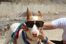 CANELA, Hund, Podenco-Mix in Spanien - Bild 6