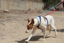 CANELA, Hund, Podenco-Mix in Spanien - Bild 8