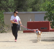 CANELA, Hund, Podenco-Mix in Spanien - Bild 9