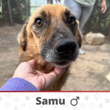 SAMU, Hund, Mischlingshund in Bulgarien