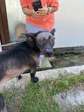 ZIGGY, Hund, Mischlingshund in Bulgarien - Bild 3