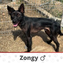 ZONGY, Hund, Mischlingshund in Bulgarien - Bild 1