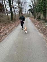 ZELMA, Hund, Mischlingshund in Ungarn - Bild 7