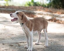 APOLLO, Hund, Mischlingshund in Griechenland - Bild 2