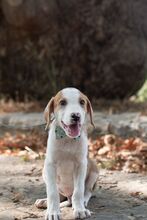 APOLLO, Hund, Mischlingshund in Griechenland - Bild 3