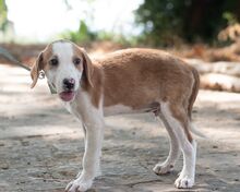 APOLLO, Hund, Mischlingshund in Griechenland - Bild 4