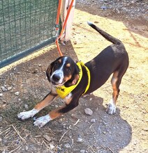 BRUCE, Hund, Mischlingshund in Griechenland - Bild 4