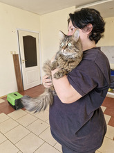 MARRY, Katze, Europäisch Kurzhaar in Bulgarien - Bild 3