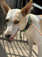 PANTOJA, Hund, Podenco Andaluz in Spanien - Bild 1