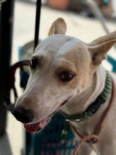 PANTOJA, Hund, Podenco Andaluz in Spanien - Bild 10